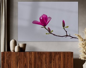 Magnolia Magenta