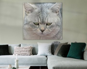 Kat
