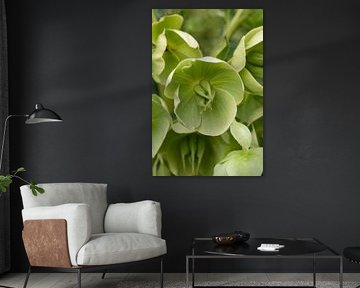 Groen bloeiende Helleborus Foetidus plant close up