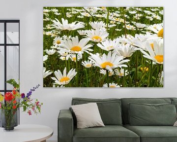 Veld met gewone margriet, Leucanthemum vulgare van Frans Rombout