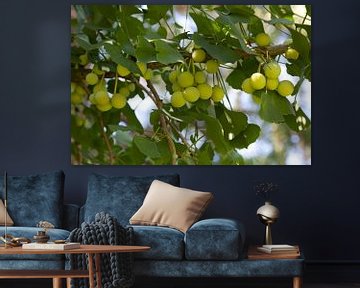 Groene vrouwelijke Japanse Notenboom, Ginkgo biloba  van Frans Rombout