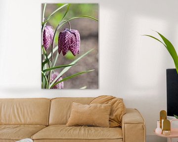 Snakes Head Fritillary flower