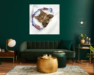 Kleine Katze schläft im Bett auf einem Kissen von Frans Rombout