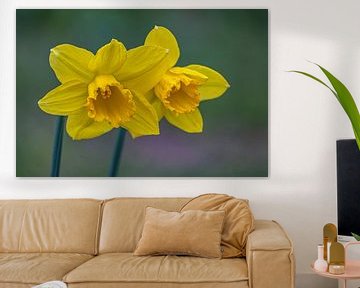 Gele narcissen in volle bloei van Photoart-Naegele