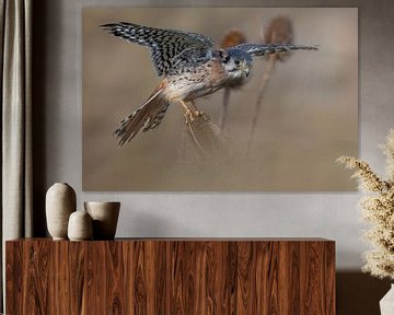 Torenvalk op distel van Walter Roost