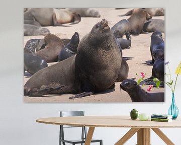 Phoque sur WhaleBays sur Henk Langerak