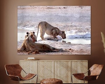 drinking lions in Okaukuejo by Henk Langerak