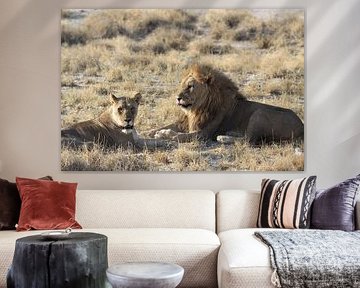 Lion pair in Etosha