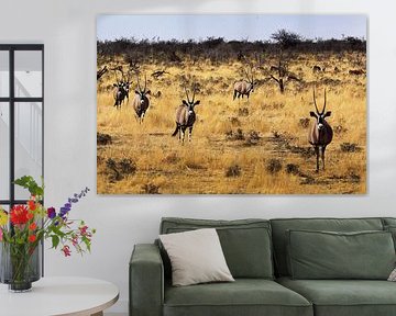 Orix in Etosha