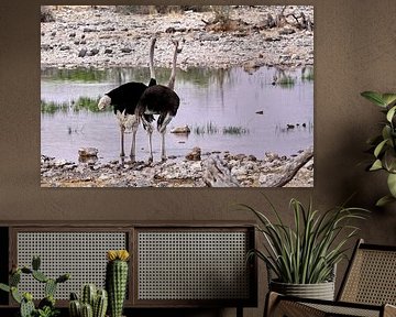 Struisvogels in Etosha