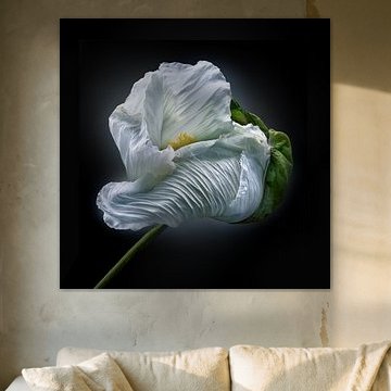 Échappée de coquelicots n° 09