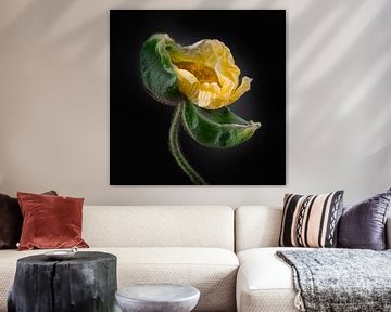 Poppies Escape No 05 van Jo van den Berg