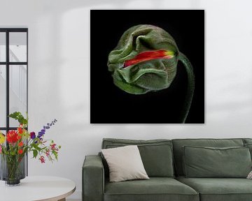 Poppies Escape No 04