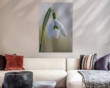 Sneeuwklokjes - macrofotografie van een voorbode van de lente van Naturdetail Fotografie