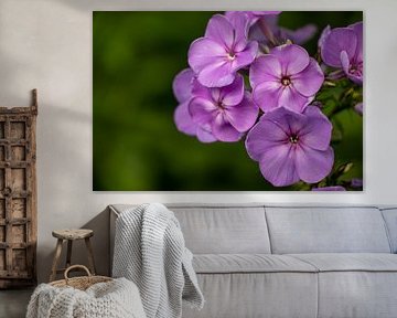 Purple flowers