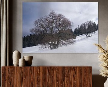 Natuurpark Vercors in de Franse Alpen van Ralph Rozema