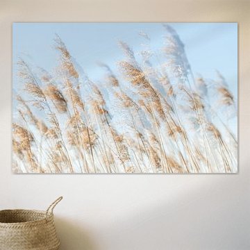 Waving reeds