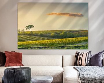 Chianti wijngaarden bij zonsondergang, Toscane, Italië van Stefano Orazzini