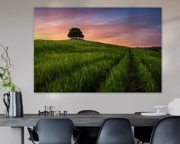 Toscaanse heuvel zonsondergang. Steeneik in Pieve a Salti, Siena, Italië van Stefano Orazzini