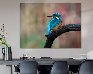 De IJsvogel van Suzan Brands
