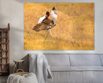 Kori Bustard