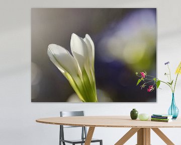 Bloem in betoverende eenvoud omgeven door licht , Bloem in betonierende eenvoud omgeven door licht , Fleur d'une simplicité enchanteresse entourée de lumière