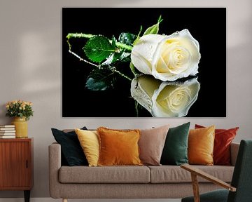 Witte roos met reflectie van Imperial Art House