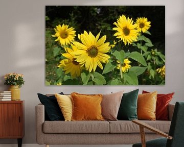 Sunflower flowers in the garden by Claude Laprise