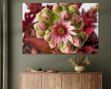 Bloeiende Sempervivum succulent met roze bloemen van Frans Rombout
