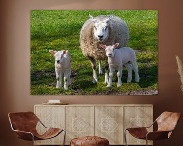 Moeder schaap met twee witte wollige lammetjes van Frans Rombout