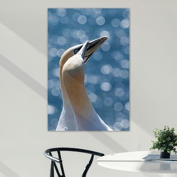 Tänzelnde Basstölpel an einem sonnigen Tag