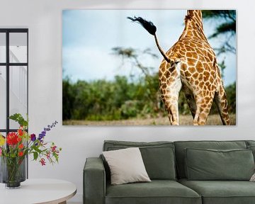 Giraffe at trot with waving plume tail by Opmeer Reports