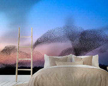 Starling murmuration during sunset by Sjoerd van der Wal Photography