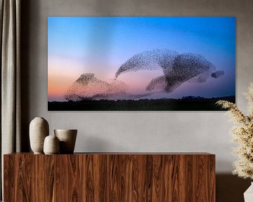 Starling murmuration during sunset by Sjoerd van der Wal Photography