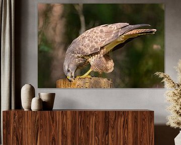 Buizerd scherpt zijn snavel van Ron Buist