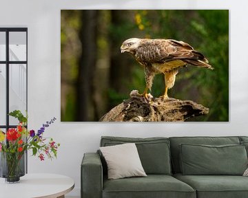 Buizerd met prooi van Ron Buist