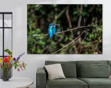 IJsvogeltje in de zon op tak, kingfisher van Corrine Ponsen