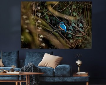 IJsvogel tussen klimop, kingfisher van Corrine Ponsen
