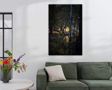 Lumière du soir dans la réserve naturelle de Herperduinen