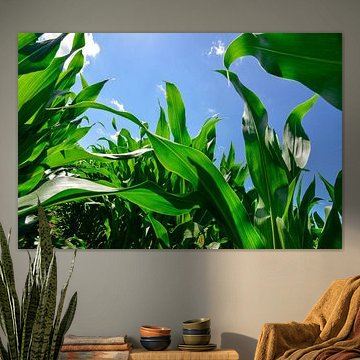 Netherlands, Corn leaves