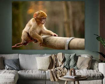 Un petit singe à l'aventure sur Sonja de Vlaming