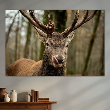 Cerf aux bois larges et imposants