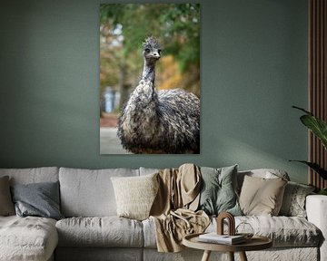 Emu dans la forêt en automne