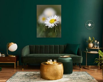 Lieveheersbeestje op een madeliefje , Lieveheerbeestje op een madeliefje , coccinelle sur une marguerite van Christina Bauer Photos