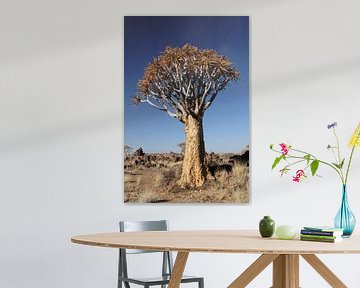 Köcherbaum (Aloe dichotoma)