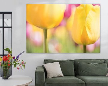 Colour explosion of Dutch tulips in a bulb field by Birgitte Bergman