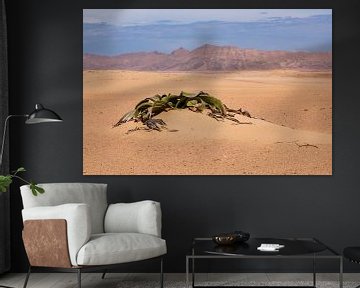 Welwitschia by Antwan Janssen