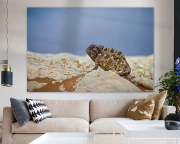 Desert chameleon by Antwan Janssen