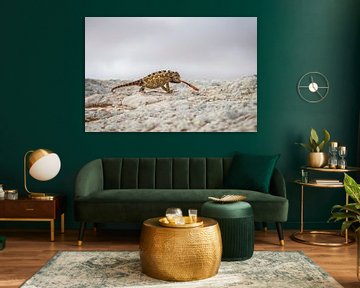 Desert chameleon by Antwan Janssen