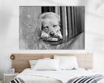 sleeping dog by Philip Krauß